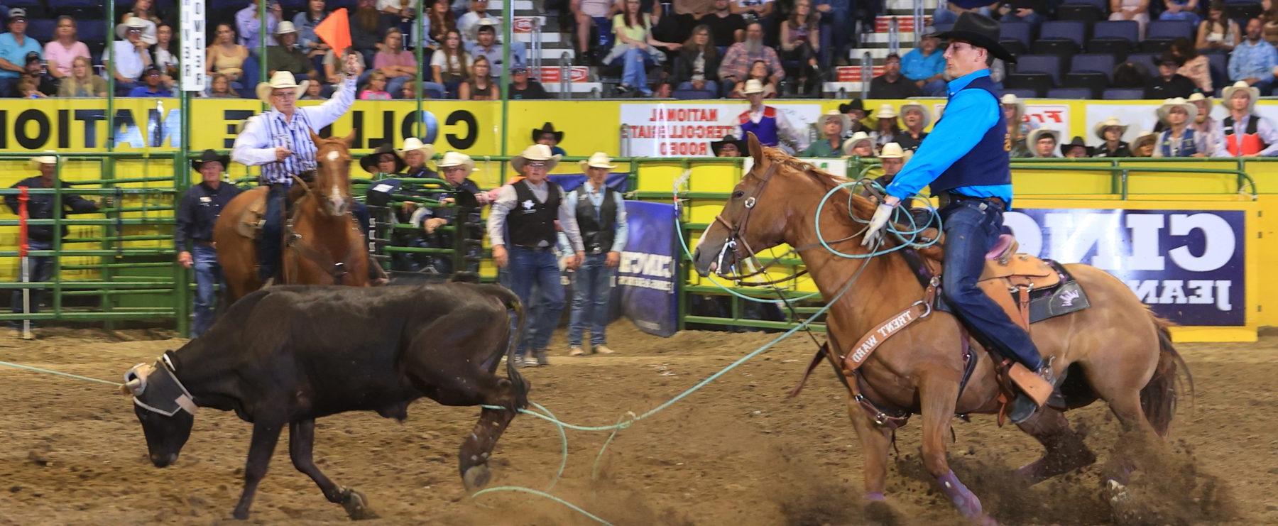 A cowboy lassos a steer during a rodeo event.